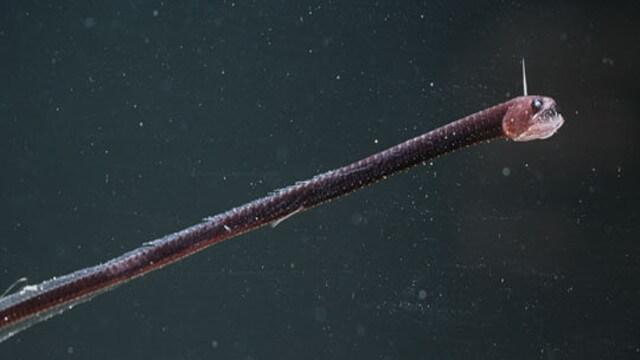 Criaturas Marinhas Dragão negro