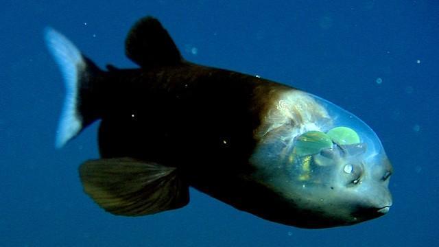 Criaturas Marinhas Peixe-olhos-de-barril