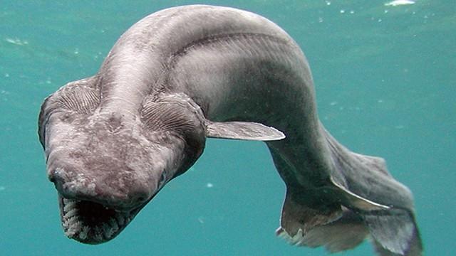 Criaturas Marinhas Tubarão-cobra