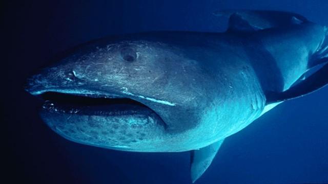 Criaturas Marinhas Tubarão-boca-grande