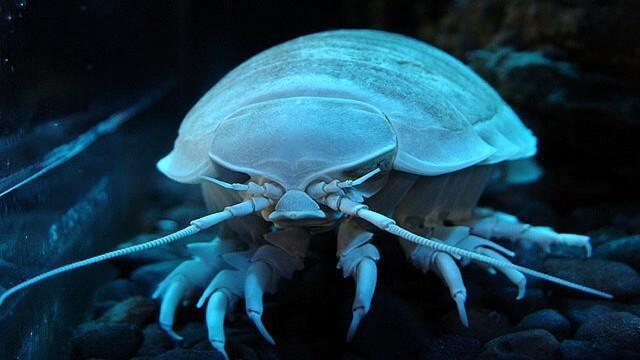 Criaturas Marinhas Isópode gigante