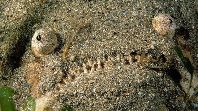 Criaturas Marinhas Stargazer