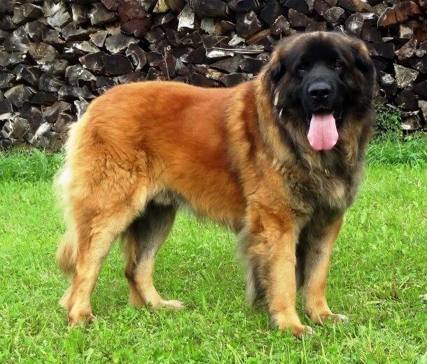 maiores raças de cães do mundo Leonberger