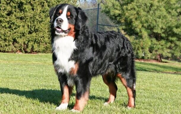 maiores raças de cães do mundo Bernese