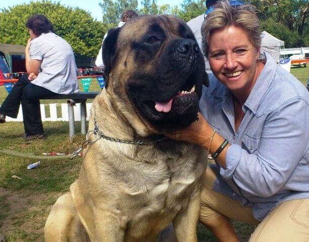 maiores raças de cães do mundo Boerboel