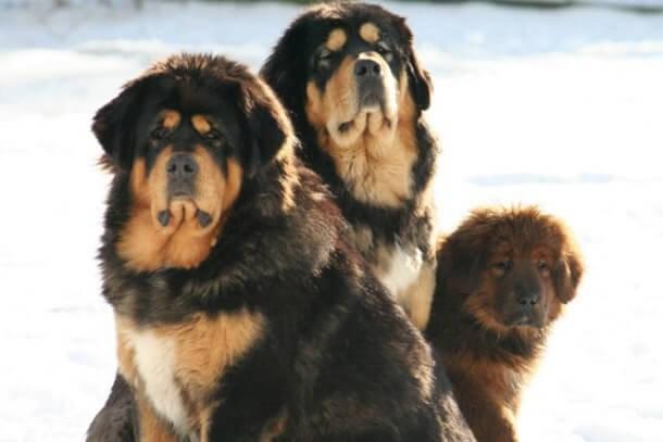 maiores raças de cães do mundo Mastim Tibetano