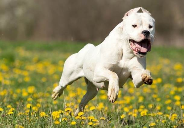 maiores raças de cães do mundo Dogo Argentino