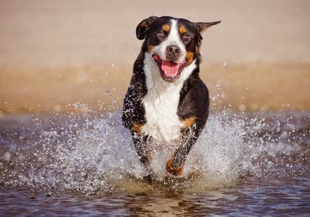 maiores raças de cães do mundo Grande Boiadeiro Suíço