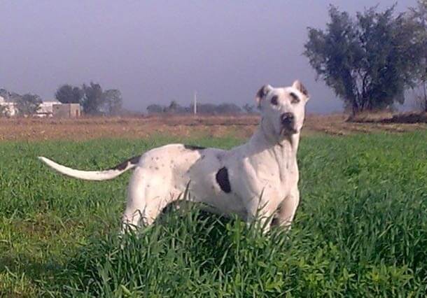 maiores raças de cães do mundo Bully kutta