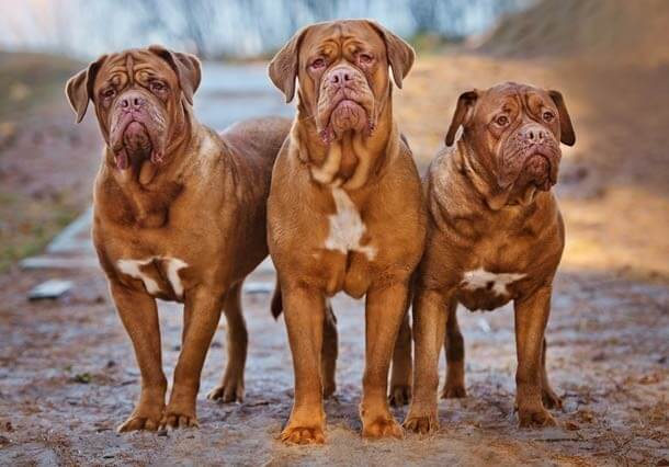 maiores raças de cães do mundo Dogue de Bordéus