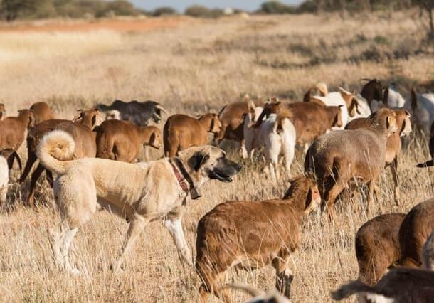 maiores raças de cães do mundo Kangal