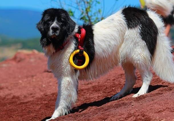 maiores raças de cães do mundo Landseer