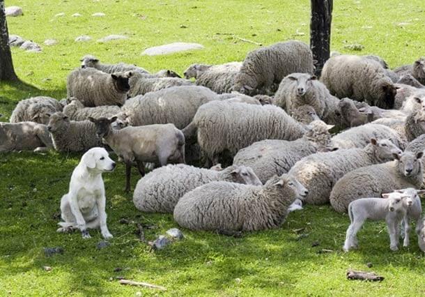 maiores raças de cães do mundo Akbash