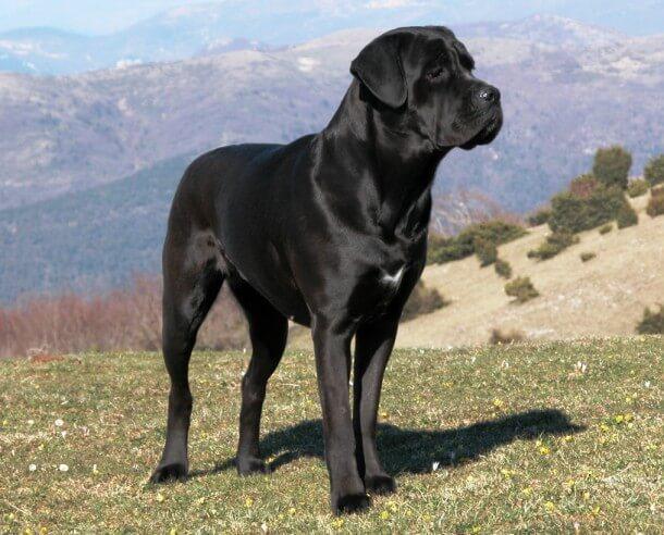 maiores raças de cães do mundo Cane Corso