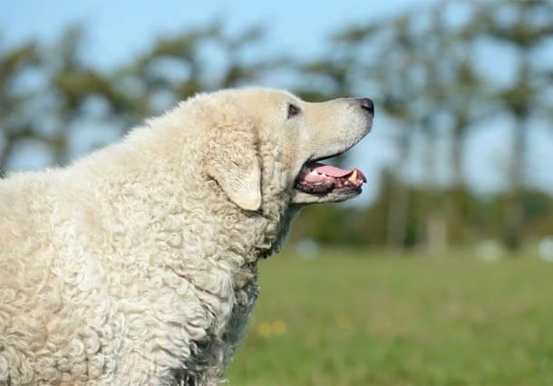 maiores raças de cães do mundo Kuvasz