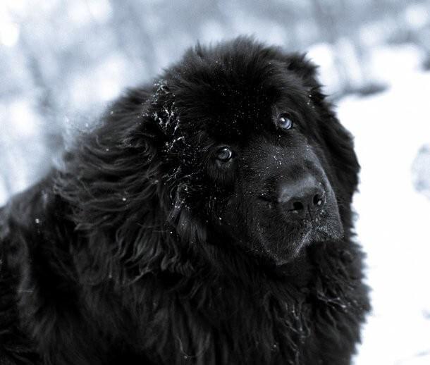 maiores raças de cães do mundo Terra Nova