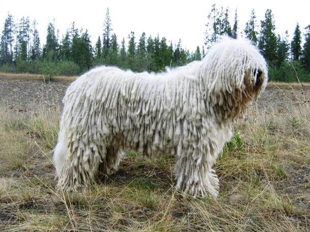 maiores raças de cães do mundo Komondor