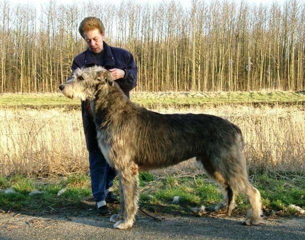 maiores raças de cães do mundo Lébrel Escocês