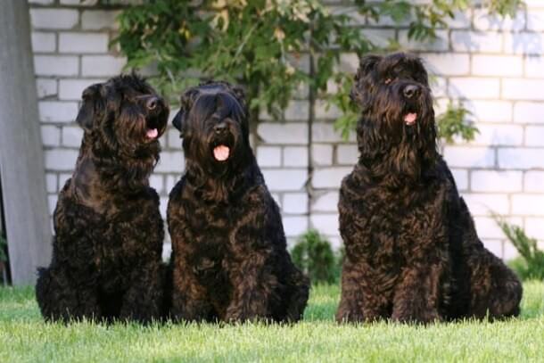 maiores raças de cães do mundo Terrier Preto da Rússia