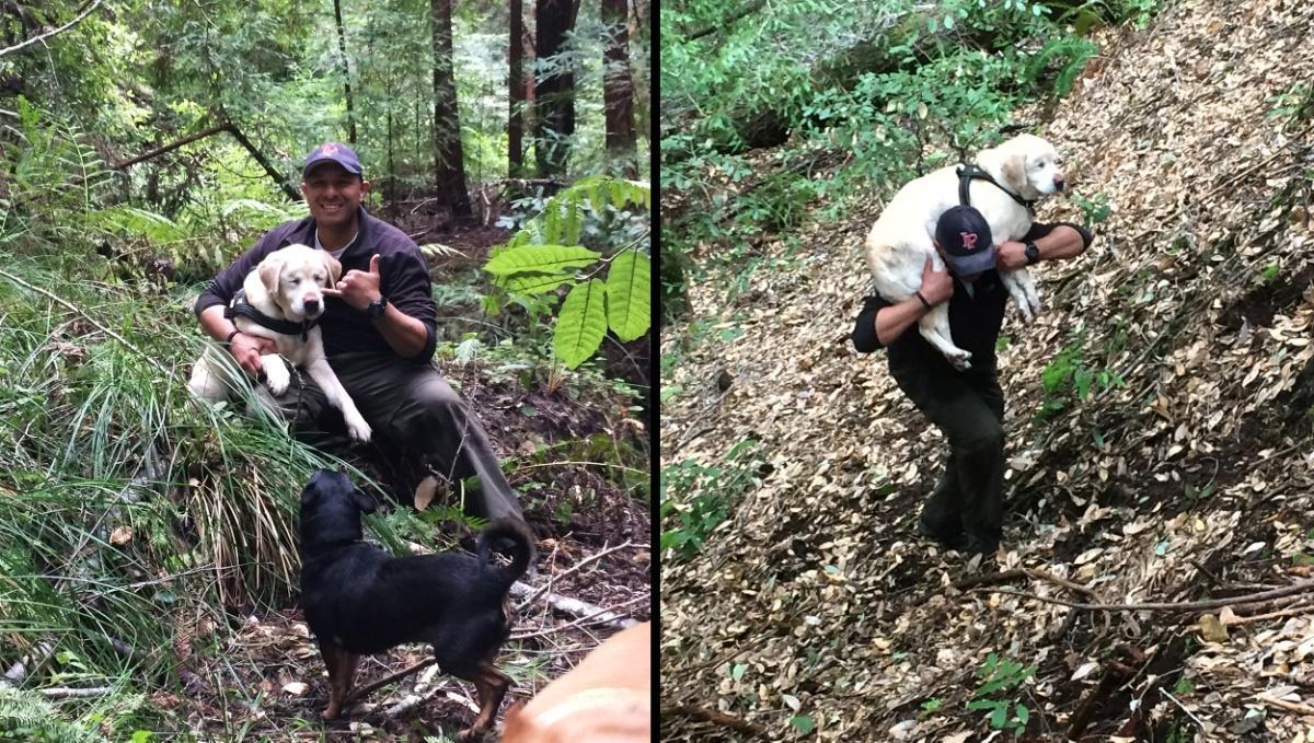 Cadela cega é resgatada 8 dias depois de desaparecer nas montanhas da Califórnia