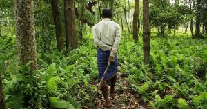 Homem passa 37 anos plantando árvores para criar paraíso ecológico