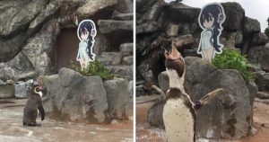 Pinguim se apaixona por anime e visita o desenho todos os dias