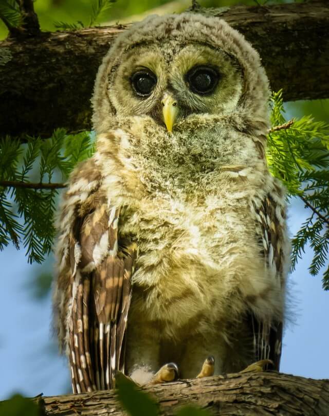 coruja observando