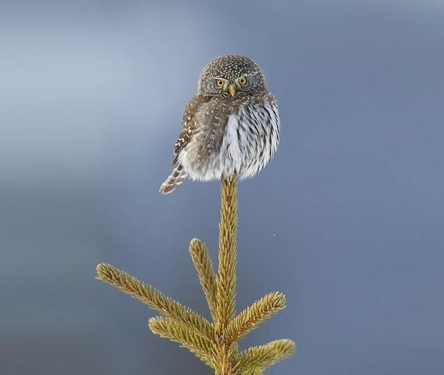 coruja equilibrista