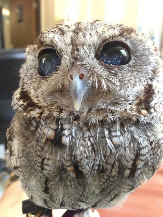 coruja com olhos de céu