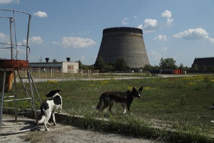 Cães abandonados na cidade de Pripyat