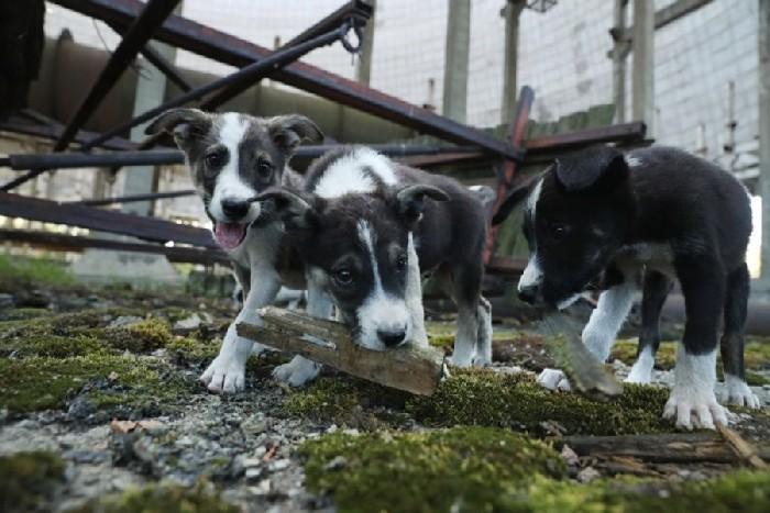 Três filhotinhos de cachorro que vivem em Pripyat