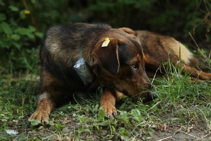 Cachorro com uma coleira de rastreamento