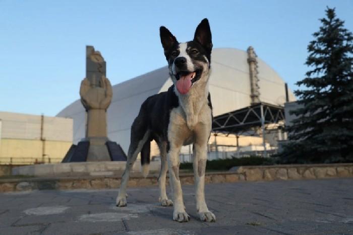 Cachorro perto da Usina Nuclear de Chrnobil