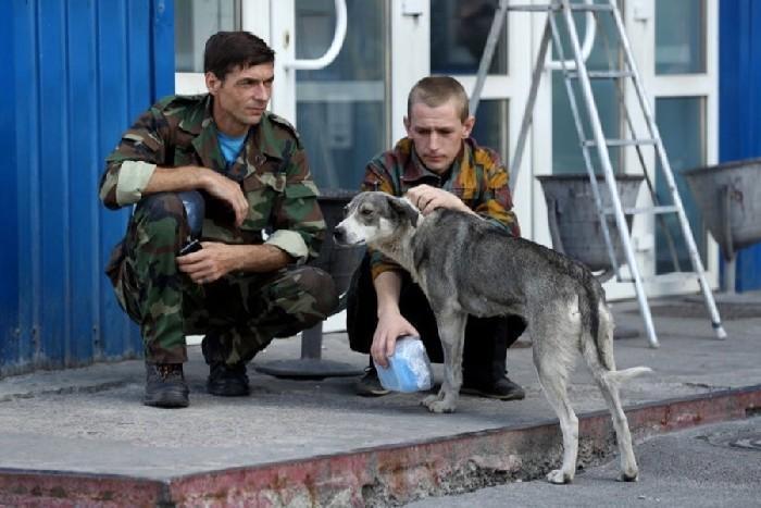 Cãee da cidade de Pripyat em contato com os humanos