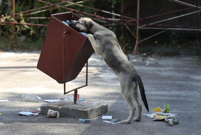 Cachorro procurando por comida no lixo de Pripyat