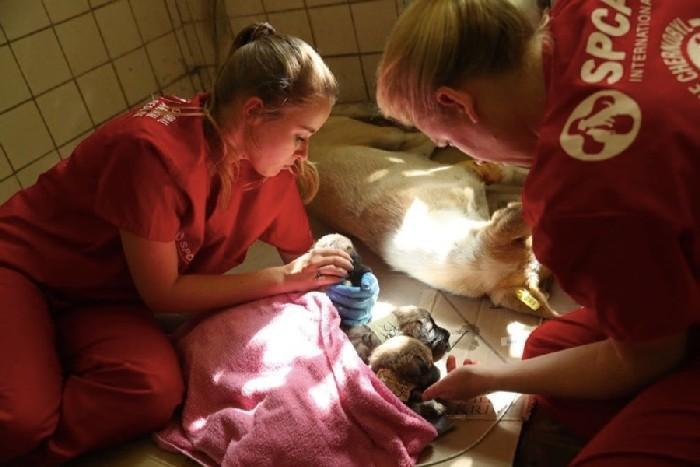 Voluntários examinando os cachorros