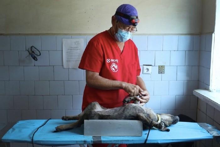 Cachorro sendo operado por um voluntário do Dogs of Chernobyl