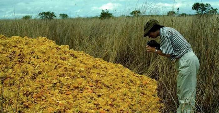 Floresta tropical que se desenvolveu devido à cascas de laranja 5