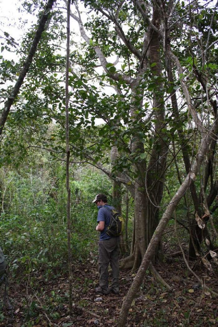 Floresta tropical que se desenvolveu devido à cascas de laranja 3