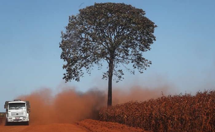 Floresta tropical que se desenvolveu devido à cascas de laranja 2