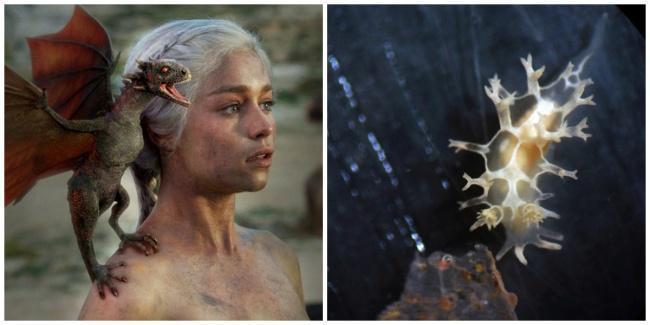 Daenerys e ao lado a lesma do mar