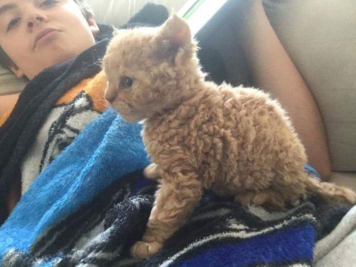 Selkirk Rex 1