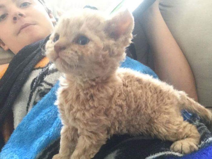 Selkirk Rex 2