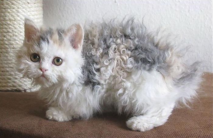 Selkirk Rex 6