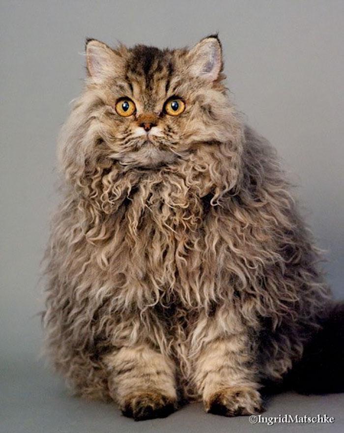 Selkirk Rex 7