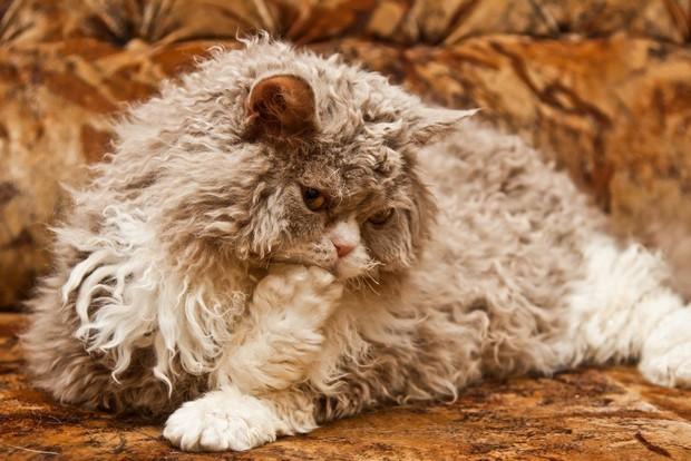 Selkirk Rex 9