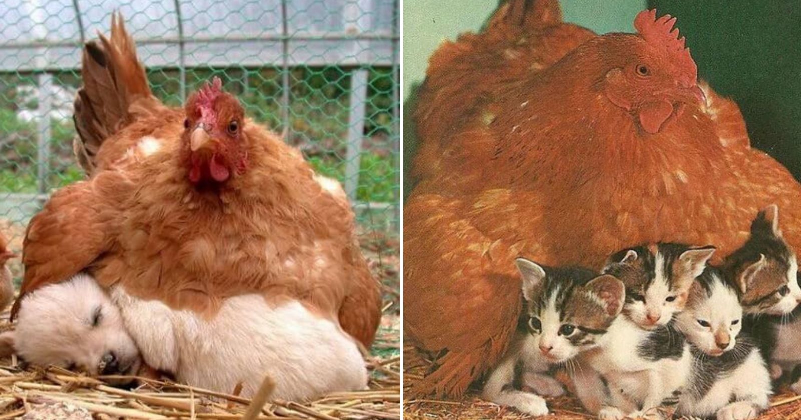 24 fotos fofinhas que provam que as galinhas são as melhores mães do reino animal