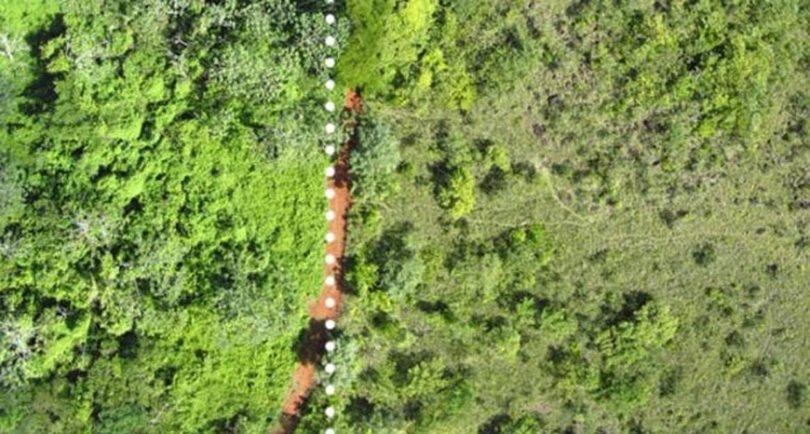 Cascas de laranja descartadas ajudam a recuperar floresta na Costa Rica