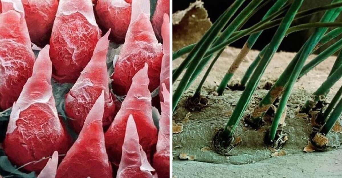 18 imagens impressionantes do corpo humano captadas por um microscópio