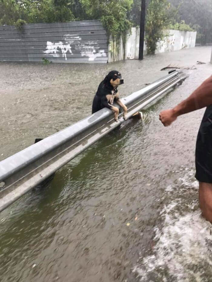 Furacão Harvey (8)